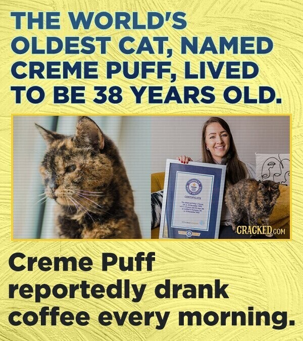 THE WORLD'S OLDEST CAT, NAMED CREME PUFF, LIVED TO BE 38 YEARS OLD. adidas GUMMERS CERTIFICATE - - - - SKIN - 2 - CRACKED COM Creme Puff reportedly drank coffee every morning.