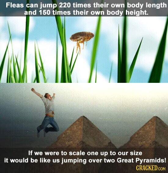 Fleas can jump 220 times their own body length and 150 times their own body height. If we were to scale one up to our size it would be like us jumping over two Great Pyramids! CRACKED.COM