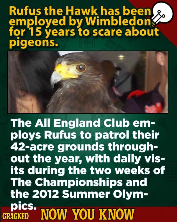 Rufus the Hawk has been employed by Wimbledon for 15 years to scare about pigeons. The All England Club em- ploys Rufus to patrol their 42-acre grounds through- out the year, with daily vis- its during the two weeks of The Championships and the 2012 Summer Olym- pics. CRACKED NOW YOU KNOW