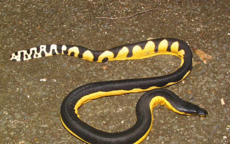 Sea Monsters That Would Ruin Your Beach Day