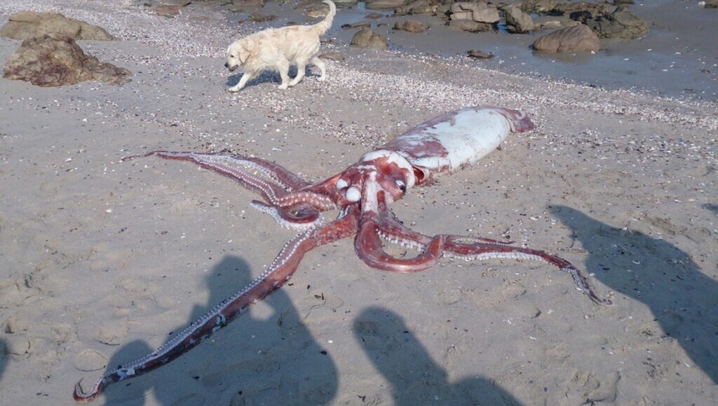 Sea Monsters That Would Ruin Your Beach Day