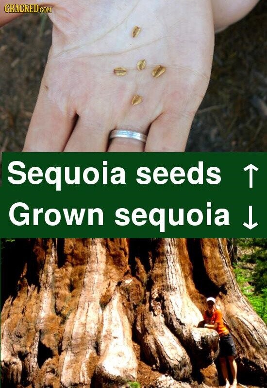 CRACKED.COM Sequoia seeds Grown sequoia
