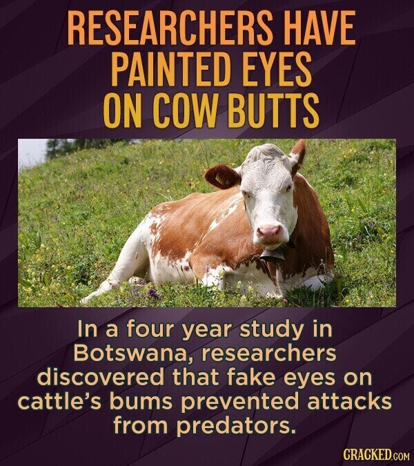 RESEARCHERS HAVE PAINTED EYES ON COW BUTTS In a four year study in Botswana, researchers discovered that fake eyes on cattle's bums prevented attacks from predators. CRACKED.COM