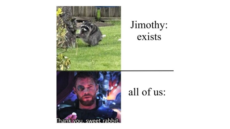 Meet Jimothy, the Deformed Little Raccoon the Internet Has Turned Into ...