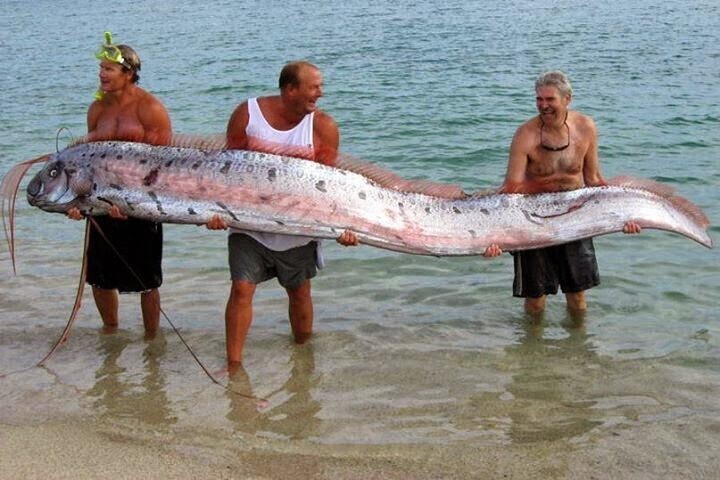 Sea Monsters That Would Ruin Your Beach Day