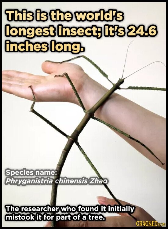 This is the world's longest insect; it's 24.6 inches long. Species name: Phryganistria chinensis Zhao The researcher who found it initially mistook it for part of a tree. CRACKED.COM