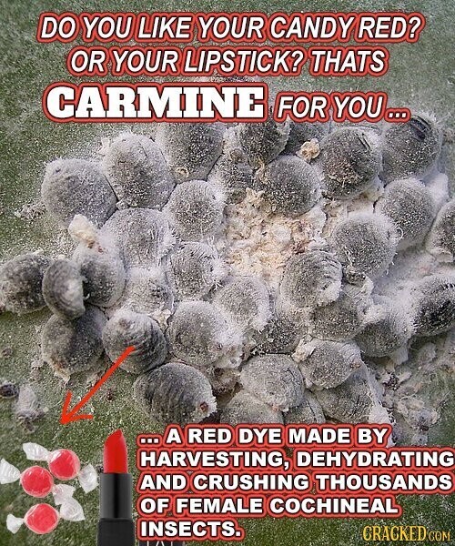 DO YOU LIKE YOUR CANDY RED? OR YOUR LIPSTICK? THATS CARMINE FOR YOU... ... A RED DYE MADE BY HARVESTING, DEHYDRATING AND CRUSHING THOUSANDS OF FEMALE COCHINEAL INSECTS. CRACKED COM