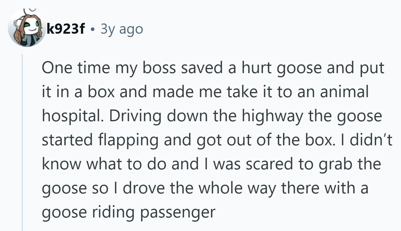 k923f 3y ago One time my boss saved a hurt goose and put it in a box and made me take it to an animal hospital. Driving down the highway the goose started flapping and got out of the box. | didn't know what to do and I was scared to grab the goose so I drove the whole way there with a goose riding passenger