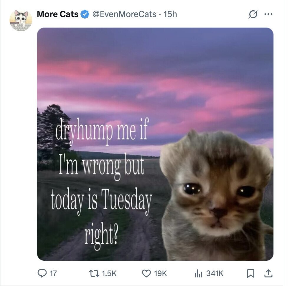 More Cats @EvenMoreCats 15h 0 ... dryhump me if I'm wrong but today is Tuesday right? 17 1.5K 19K 341K