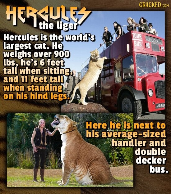 CRACKED.COM HERCULES the liger TOUR Hercules is the world's LIGERLIGER COM BUS largest cat. Не weighs over 900 lbs, he's 6 feet tall when sitting, and 11 feet tall when standing on his hind legs. ABD 661 Here he is next to his average-sized handler and double decker bus.