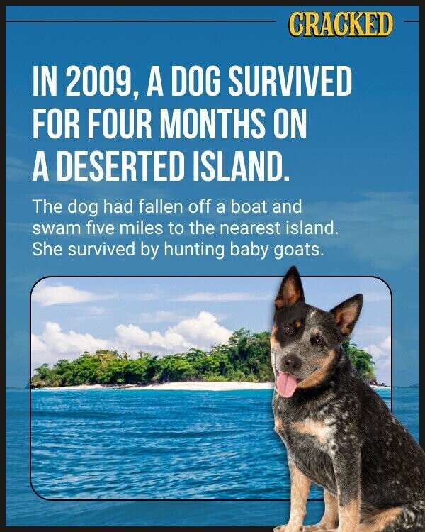 CRACKED IN 2009, A DOG SURVIVED FOR FOUR MONTHS ON A DESERTED ISLAND. The dog had fallen off a boat and swam five miles to the nearest island. She survived by hunting baby goats.