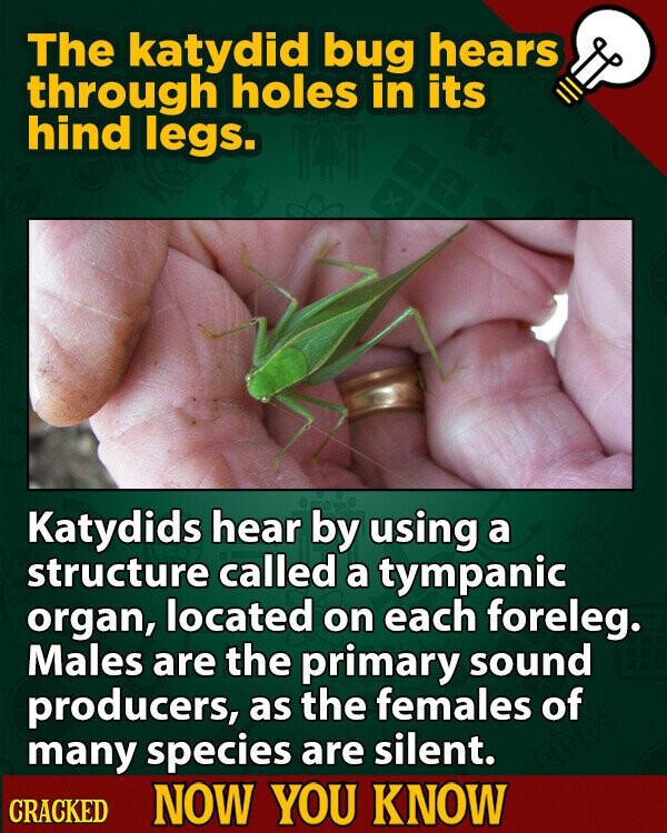 The katydid bug hears through holes in its hind legs. + x Katydids hear by using a structure called a tympanic organ, located on each foreleg. Males are the primary sound producers, as the females of many species are silent. CRACKED NOW YOU KNOW