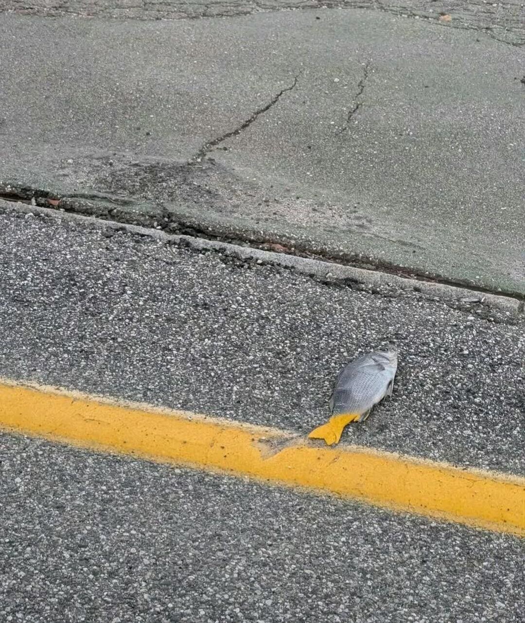 Tk Pics Where Nobody Put a Stop to the Proceedings