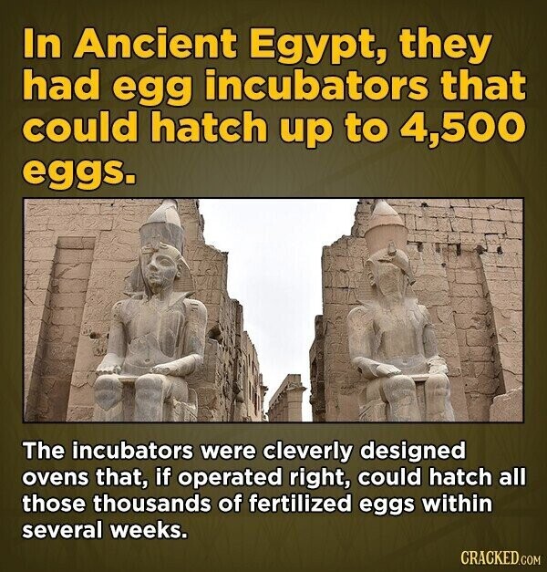 In Ancient Egypt, they had egg incubators that could hatch up to 4,500 eggs. The incubators were cleverly designed ovens that, if operated right, could hatch all those thousands of fertilized eggs within several weeks. CRACKED.COM