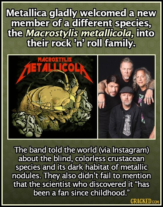 Metallica gladly welcomed a new member of a different species, the Macrostylis metallicola, into their rock 'n' roll family. MACROSTYLIS METALLICOLA The band told the world (via Instagram) about the blind, colorless crustacean species and its dark habitat of metallic nodules. They also didn't fail to mention that the scientist who discovered it has been a fan since childhood. CRACKED.COM
