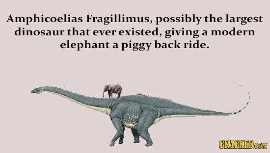 Amphicoelias Fragillimus, possibly the largest dinosaur that ever existed, giving a modern elephant a piggy back ride. GRAGKED.COM
