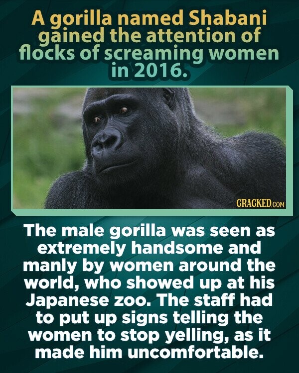 A gorilla named Shabani gained the attention of flocks of screaming women in 2016. CRACKED.COM The male gorilla was seen as extremely handsome and manly by women around the world, who showed up at his Japanese zoo. The staff had to put up signs telling the women to stop yelling, as it made him uncomfortable.
