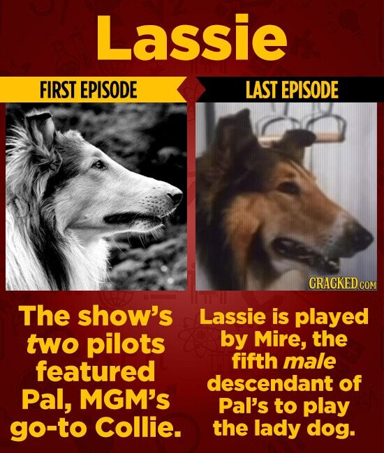Lassie FIRST EPISODE LAST EPISODE CRACKED.COM The show's Lassie is played by Mire, the two pilots fifth male featured descendant of Pal, MGM's Pal's to play go-to Collie. the lady dog.
