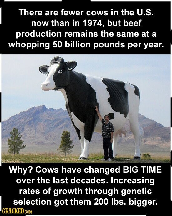 There are fewer cows in the U.S. now than in 1974, but beef production remains the same at a whopping 50 billion pounds per year. Why? Cows have changed BIG TIME over the last decades. Increasing rates of growth through genetic selection got them 200 lbs. bigger. CRACKED.COM