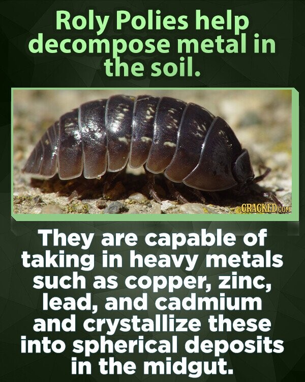 Roly Polies help decompose metal in the soil. GRACKED COM They are capable of taking in heavy metals such as copper, zinc, lead, and cadmium and crystallize these into spherical deposits in the midgut.