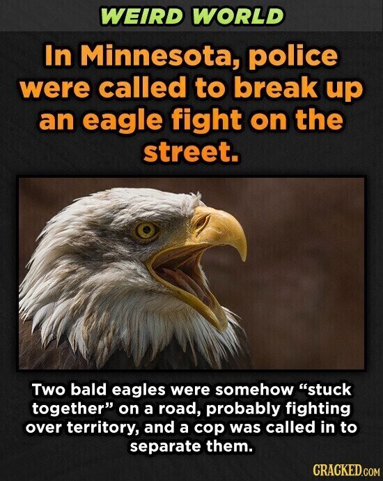 WEIRD WORLD In Minnesota, police were called to break up an eagle fight on the street. Two bald eagles were somehow stuck together on a road, probably fighting over territory, and a cop was called in to separate them. CRACKED.COM