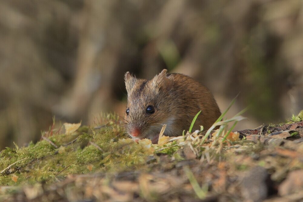 12 Field Mice Who Are Blissfully Unaware It’s Election Day