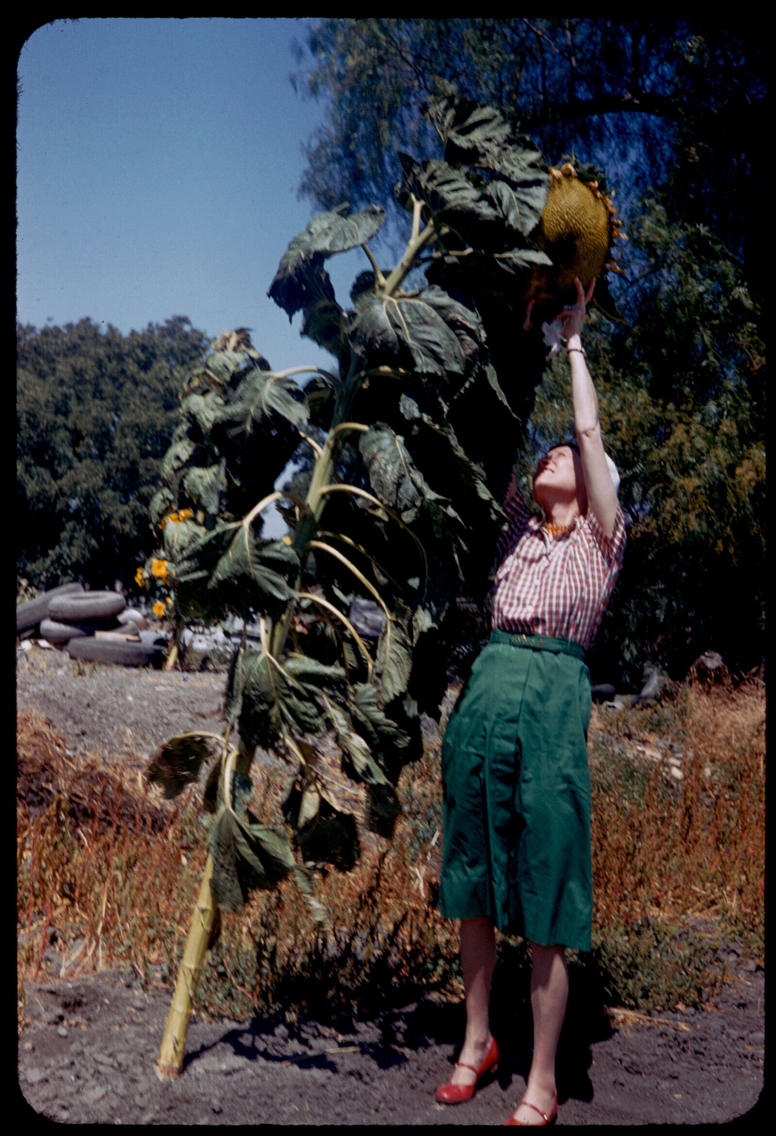 ’50s Photos Showing Not Everything Was Strait Laced