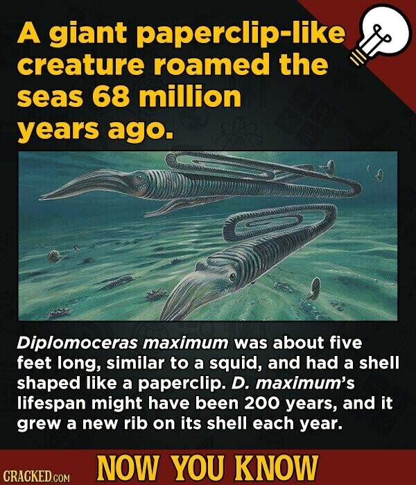 A giant paperclip-like creature roamed the seas 68 million years ago. Diplomoceras maximum was about five feet long, similar to a squid, and had a shell shaped like a paperclip. D. maximum's lifespan might have been 200 years, and it grew a new rib on its shell each year. NOW YOU KNOW CRACKED.COM