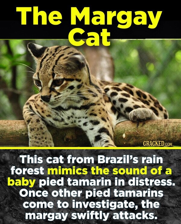 The Margay Cat CRACKED COM This cat from Brazil's rain forest mimics the sound of a baby pied tamarin in distress. once other pied tamarins come to investigate, the margay swiftly attacks.