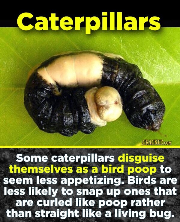 Caterpillars Some caterpillars disguise themselves as a bird poop to seem less appetizing. Birds are less likely to snap up ones that are curled like poop rather than straight like a living bug.
