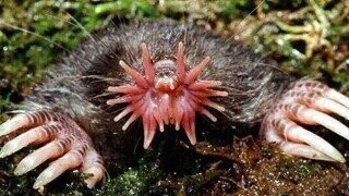 19 Terrifying Real-World Monsters Straight Out Of A Horror Movie