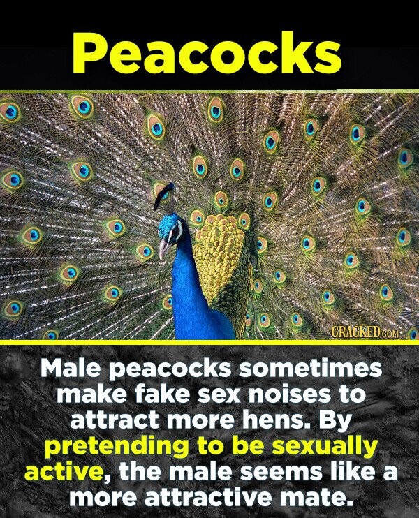 Peacocks CRACKED COM Male peacocks sometimes make fake sex noises to attract more hens. By pretending to be sexually active, the male seems like a more attractive mate.