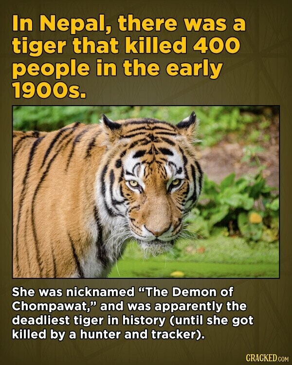 In Nepal, there was a tiger that killed 400 people in the early 1900s. She was nicknamed The Demon of Chompawat, and was apparently the deadliest tiger in history (until she got killed by a hunter and tracker). CRACKED.COM
