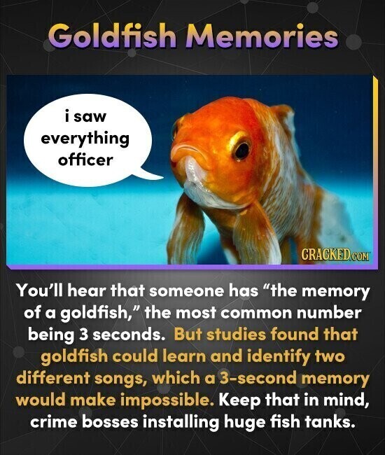 Goldfish Memories i i saw everything officer CRACKED.COM You'll hear that someone has the memory of a goldfish, the most common number being 3 seconds. But studies found that goldfish could learn and identify two different songs, which a 3-second memory would make impossible. Keep that in mind, crime bosses installing huge fish tanks.
