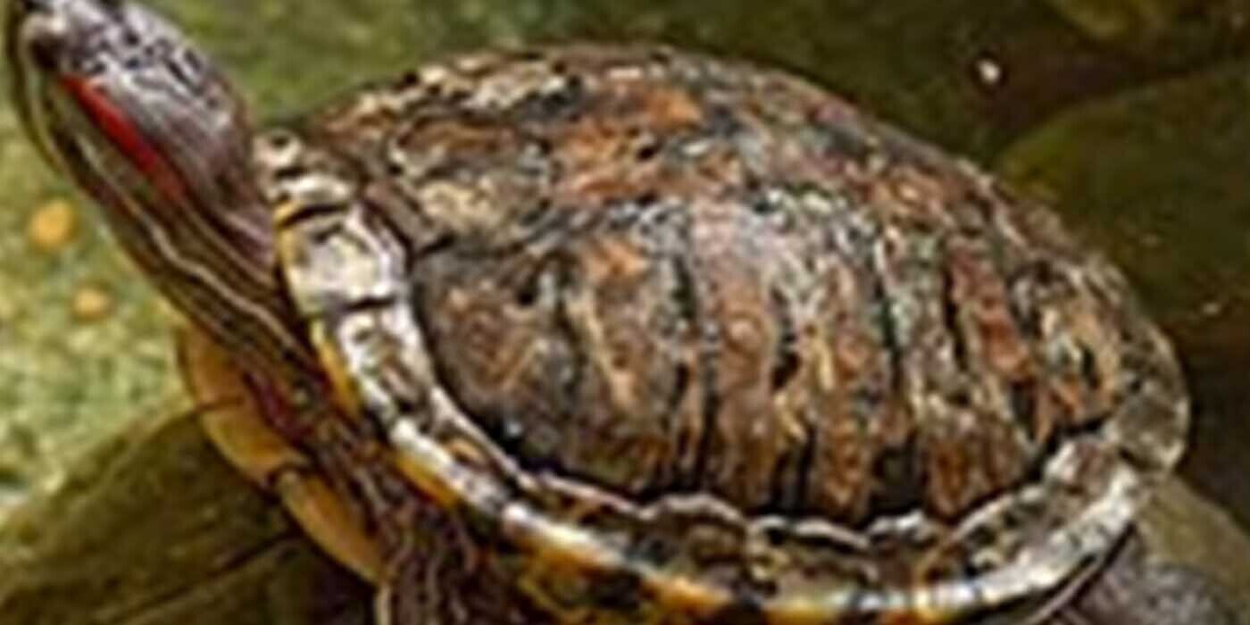 12 Farm-Fresh Trivia Tidbits for Friday, March 14, 2025