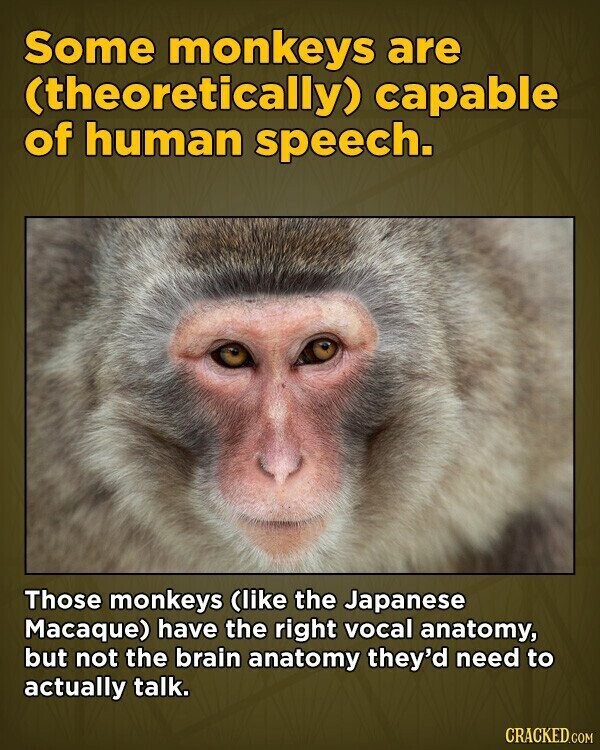 Some monkeys are (theoretically) capable of human speech. Those monkeys (like the Japanese Macaque) have the right vocal anatomy, but not the brain anatomy they'd need to actually talk. CRACKED.COM
