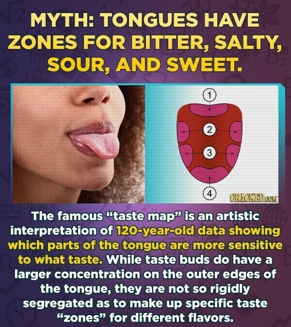 MYTH: TONGUES HAVE ZONES FOR BITTER, SALTY, SOUR, AND SWEET. 1 2 3 4 GRACKED.COM The famous taste map is an artistic interpretation of 120-year-old data showing which parts of the tongue are more sensitive to what taste. While taste buds do have a larger concentration on the outer edges of the tongue, they are not so rigidly segregated as to make up specific taste zones for different flavors.