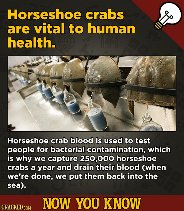 Horseshoe crabs are vital to human health. Horseshoe crab blood is used to test people for bacterial contamination, which is why we capture 250,000 horseshoe crabs a year and drain their blood (when we're done, we put them back into the sea). NOW YOU KNOW CRACKED.COM