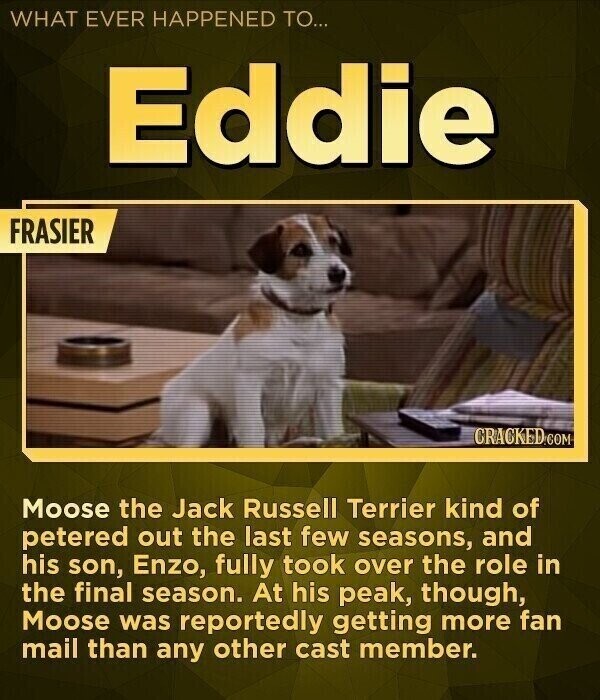 WHAT EVER HAPPENED TO... Eddie FRASIER CRACKED.COM Moose the Jack Russell Terrier kind of petered out the last few seasons, and his son, Enzo, fully took over the role in the final season. At his peak, though, Moose was reportedly getting more fan mail than any other cast member.