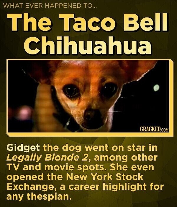 WHAT EVER HAPPENED TO... The Taco Bell Chihuahua CRACKED.COM Gidget the dog went on star in Legally Blonde 2, among other TV and movie spots. She even opened the New York Stock Exchange, a career highlight for any thespian.