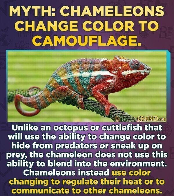 MYTH: CHAMELEONS CHANGE COLOR TO BE CAMOUFLAGE. CRACKED.COM Unlike an octopus or cuttlefish that will use the ability to change color to hide from predators or sneak up on prey, the chameleon does not use this ability to blend into the environment. Chameleons instead use color changing to regulate their heat or to communicate to other chameleons.