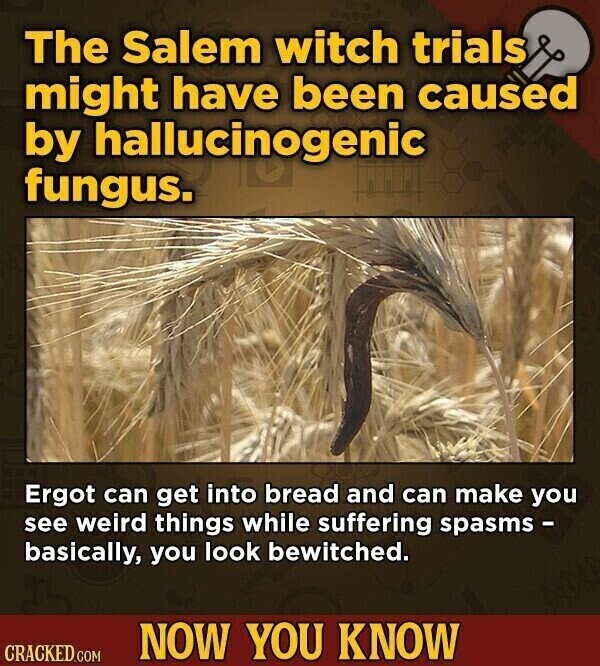 The Salem witch trials might have been caused by hallucinogenic fungus. Ergot can get into bread and can make you see weird things while suffering spasms - basically, you look bewitched. NOW YOU KNOW CRACKED.COM