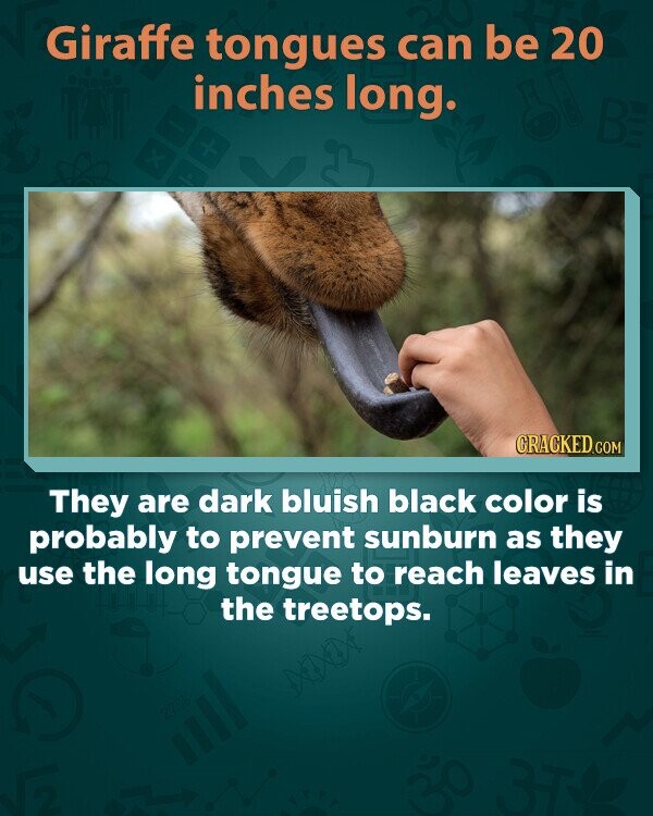 Giraffe tongues can be 20 inches long. B CRACKED.COM They are dark bluish black color is probably to prevent sunburn as they use the long tongue to reach leaves in the treetops. 27%