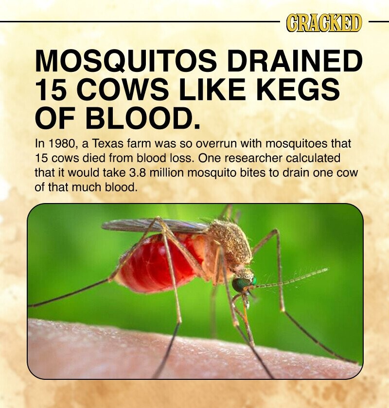 CRACKED MOSQUITOS DRAINED 15 COWS LIKE KEGS OF BLOOD. In 1980, a Texas farm was so overrun with mosquitoes that 15 cows died from blood loss. One researcher calculated that it would take 3.8 million mosquito bites to drain one cow of that much blood.