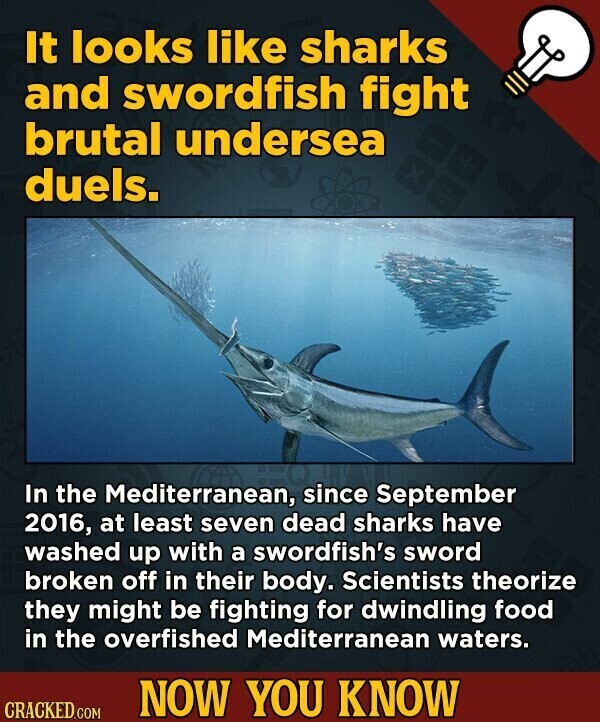 It looks like sharks and swordfish fight brutal undersea duels. In the Mediterranean, since September 2016, at least seven dead sharks have washed up with a swordfish's sword broken off in their body. Scientists theorize they might be fighting for dwindling food in the overfished Mediterranean waters. NOW YOU KNOW CRACKED.COM