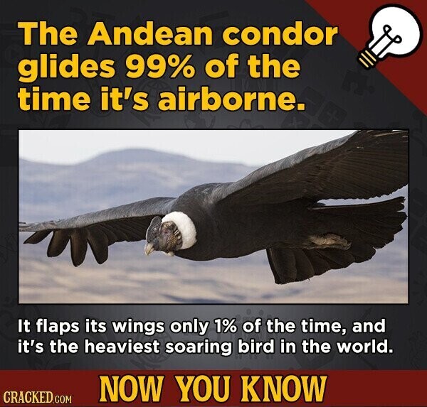 The Andean condor glides 99% of the time it's airborne. It flaps its wings only 1% of the time, and it's the heaviest soaring bird in the world. NOW YOU KNOW CRACKED.COM