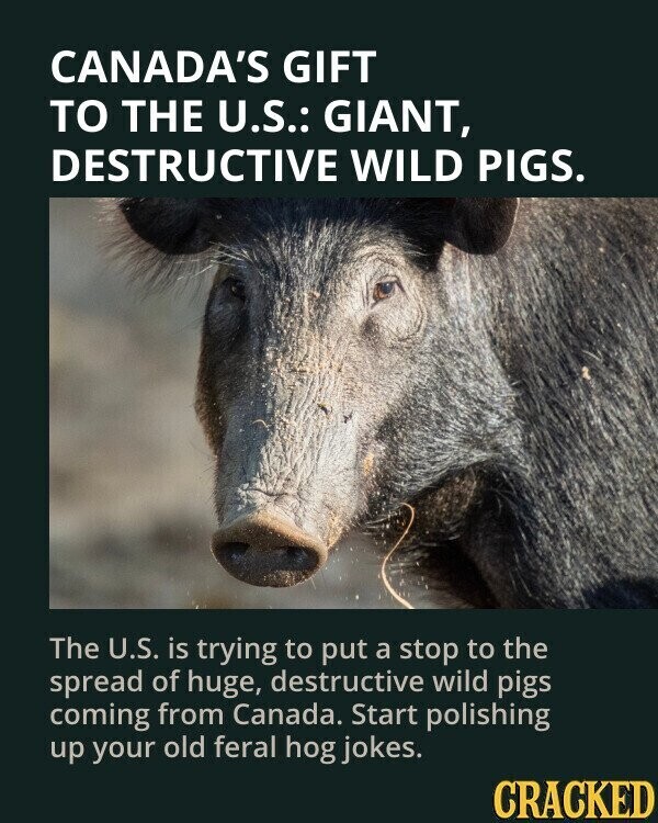 CANADA'S GIFT TO THE U.S.: GIANT, DESTRUCTIVE WILD PIGS. The U.S. is trying to put a stop to the spread of huge, destructive wild pigs coming from Canada. Start polishing up your old feral hog jokes. CRACKED