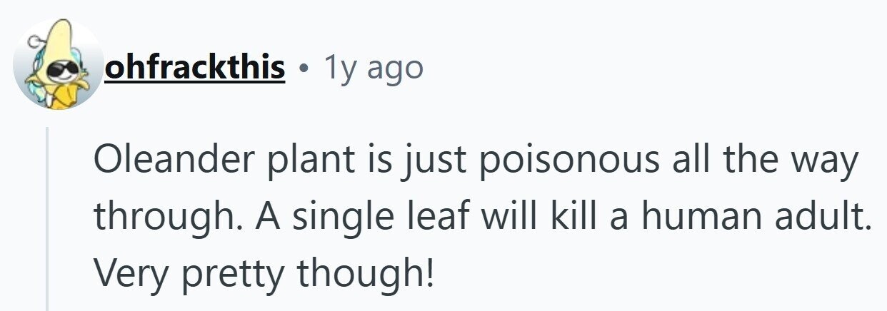ohfrackthis 1y ago Oleander plant is just poisonous all the way through. A single leaf will kill a human adult. Very pretty though!