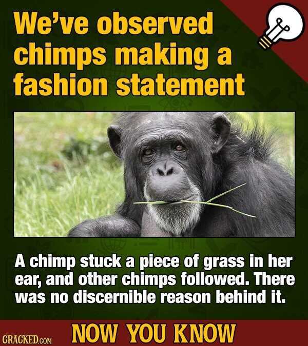 We've observed chimps making a fashion statement A chimp stuck a piece of grass in her ear, and other chimps followed. There was no discernible reason behind it. NOW YOU KNOW CRACKED.COM