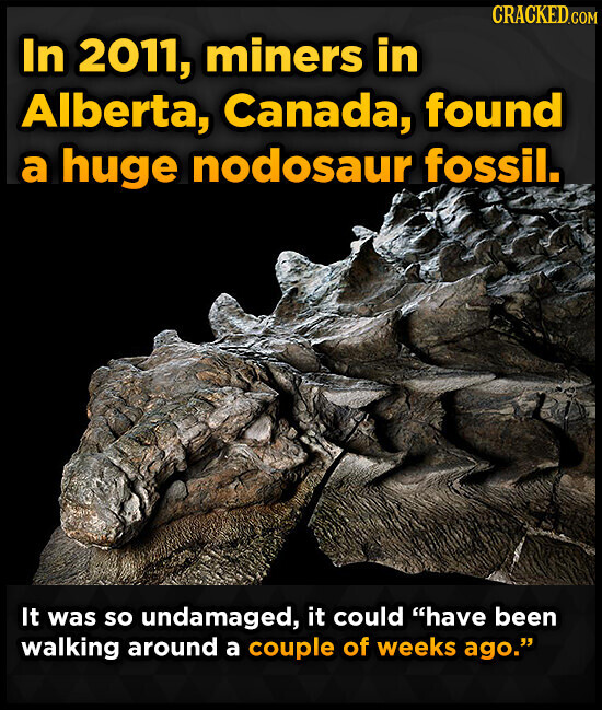 CRACKED.COM In 2011, miners in Alberta, Canada, found a huge nodosaur fossil. It was so undamaged, it could have been walking around a couple of weeks ago.